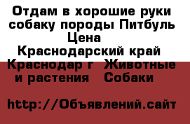 Отдам в хорошие руки собаку породы Питбуль.  › Цена ­ 10 - Краснодарский край, Краснодар г. Животные и растения » Собаки   